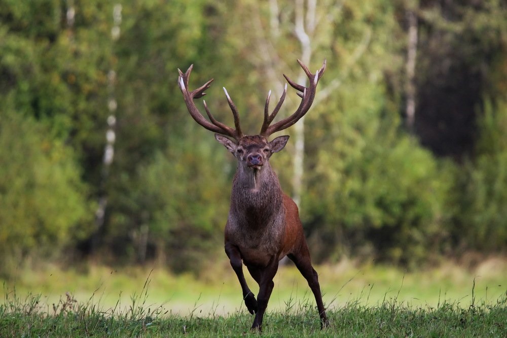 Красный бор