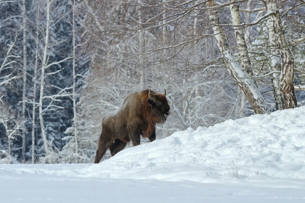 Красный бор