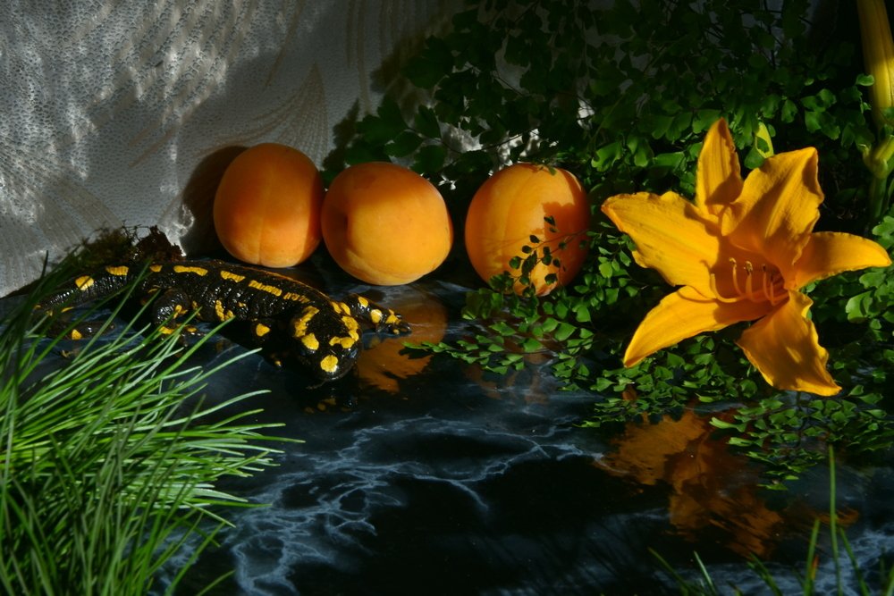 Саламандра и персики