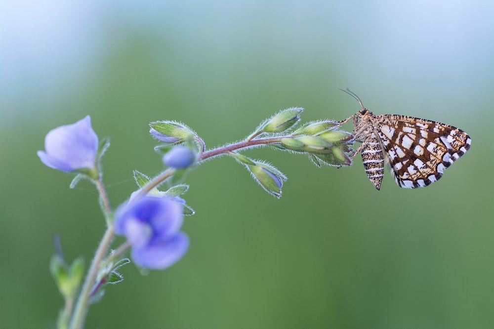 Latticed Heath