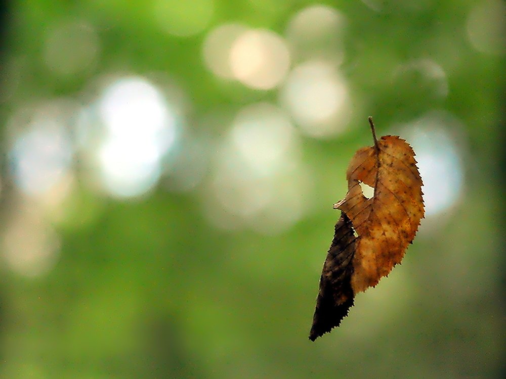 Осенний вальс