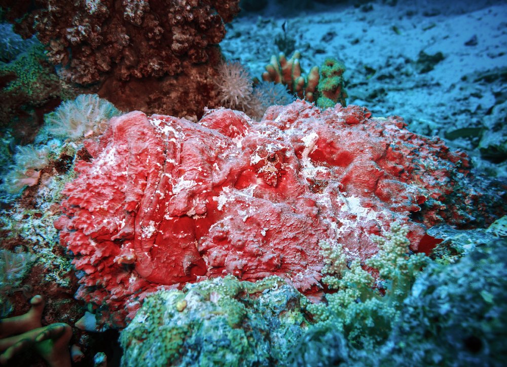 Рыба-камень в ожидании добычи.