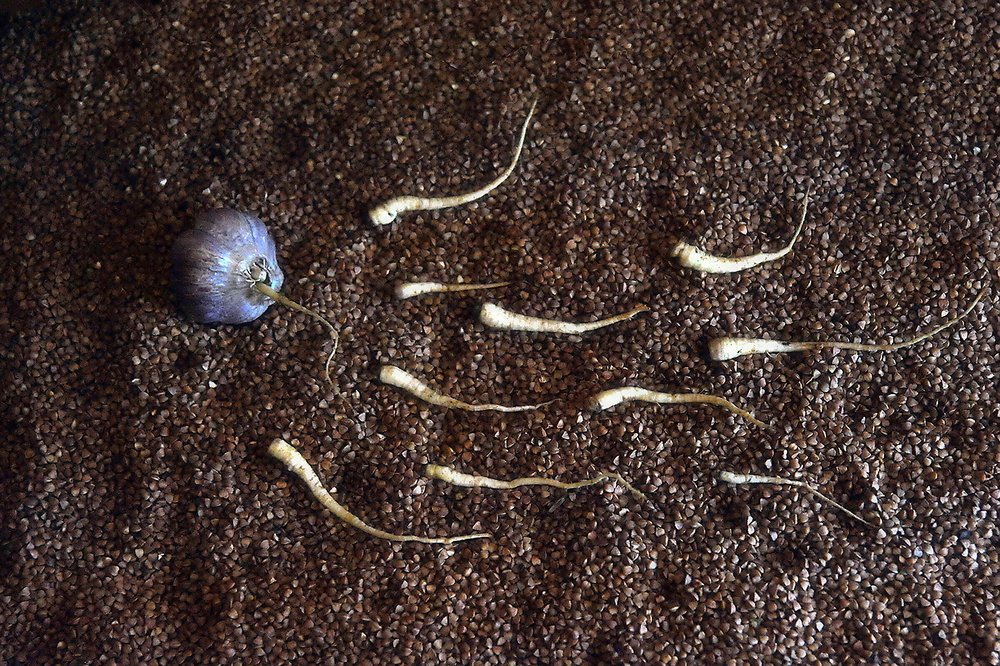 Гречка начало