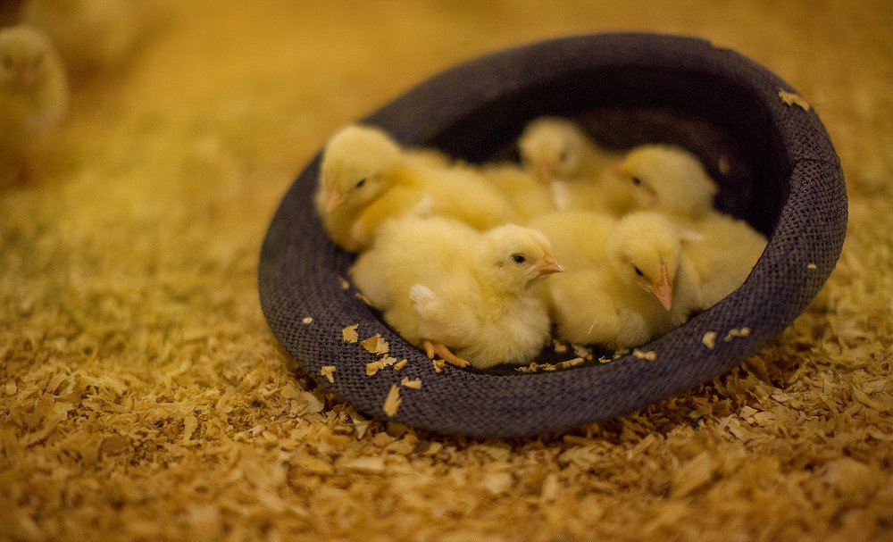 Photograph by Ліля Гуцол