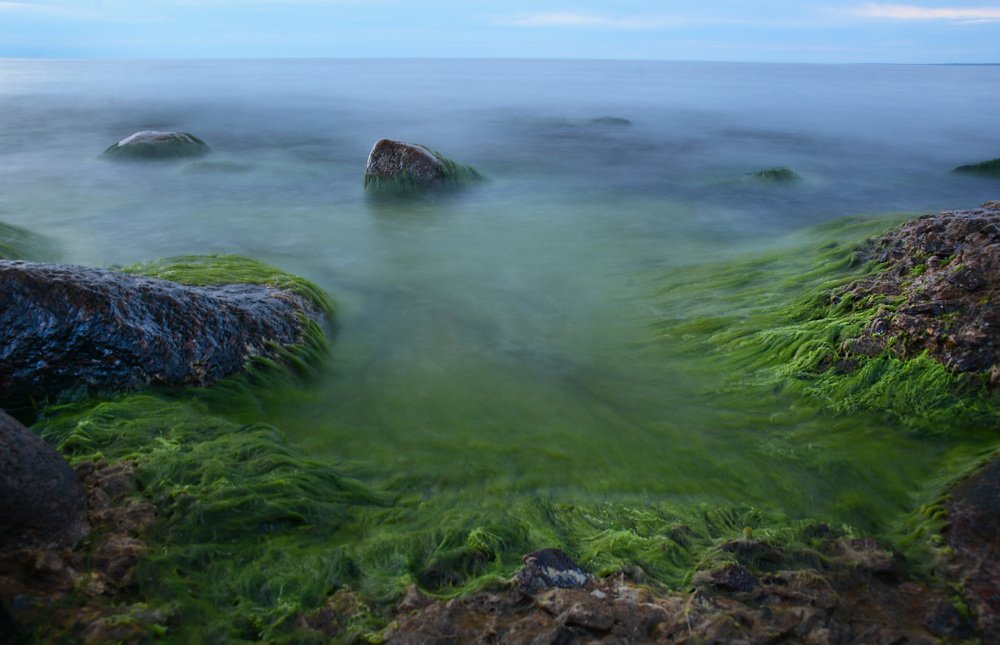 В зелёном омуте.