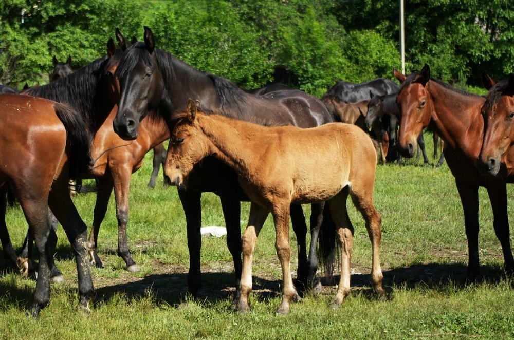 Рядом с мамой
