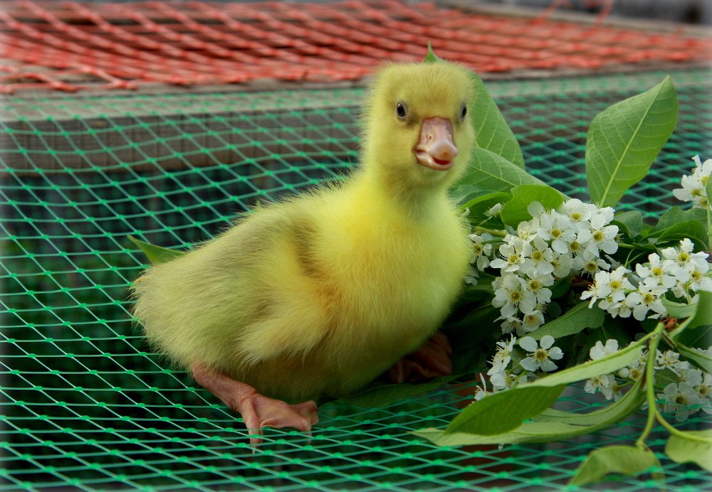 Майский гусёнок