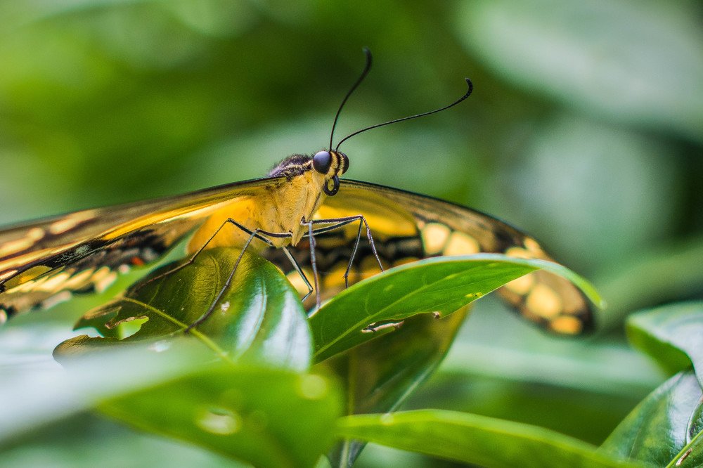 Black and Yellow Butterfly