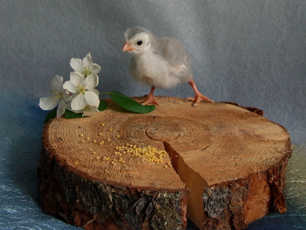 Цесарёнок майский...