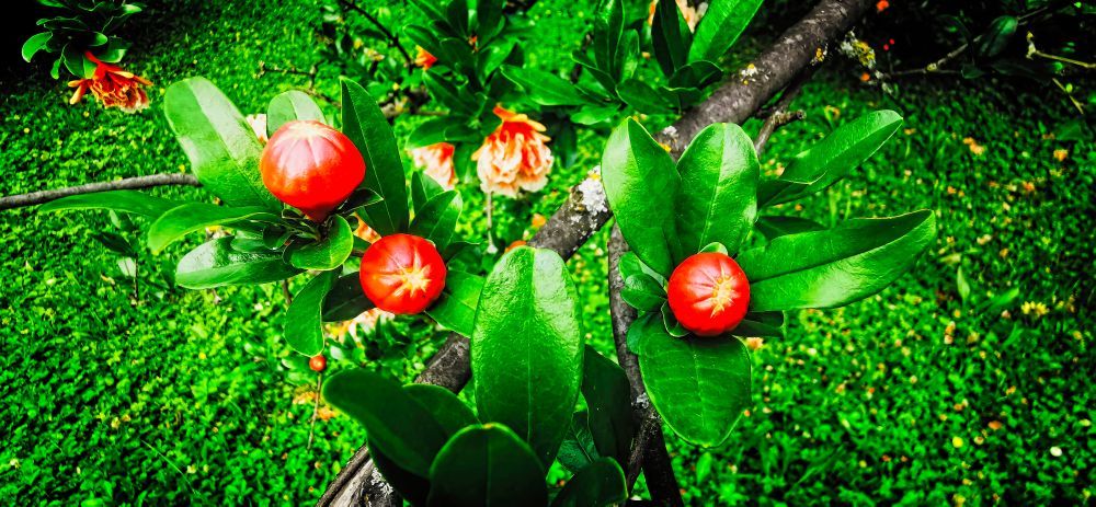 Life's Cradle - HDR - ON1 - SL