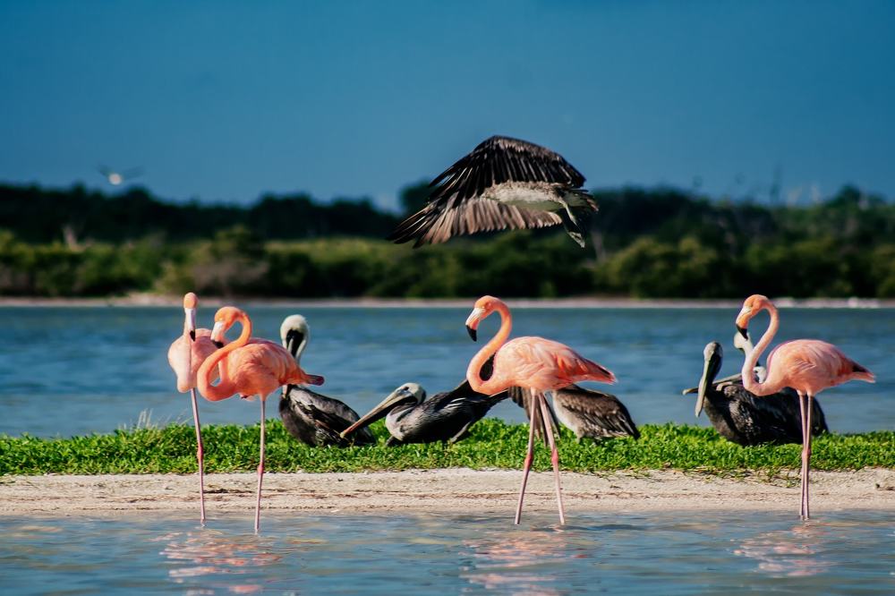 Flamingos