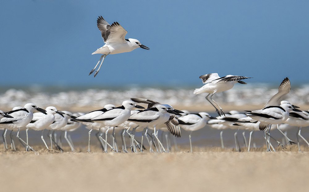 Crab Plover around us