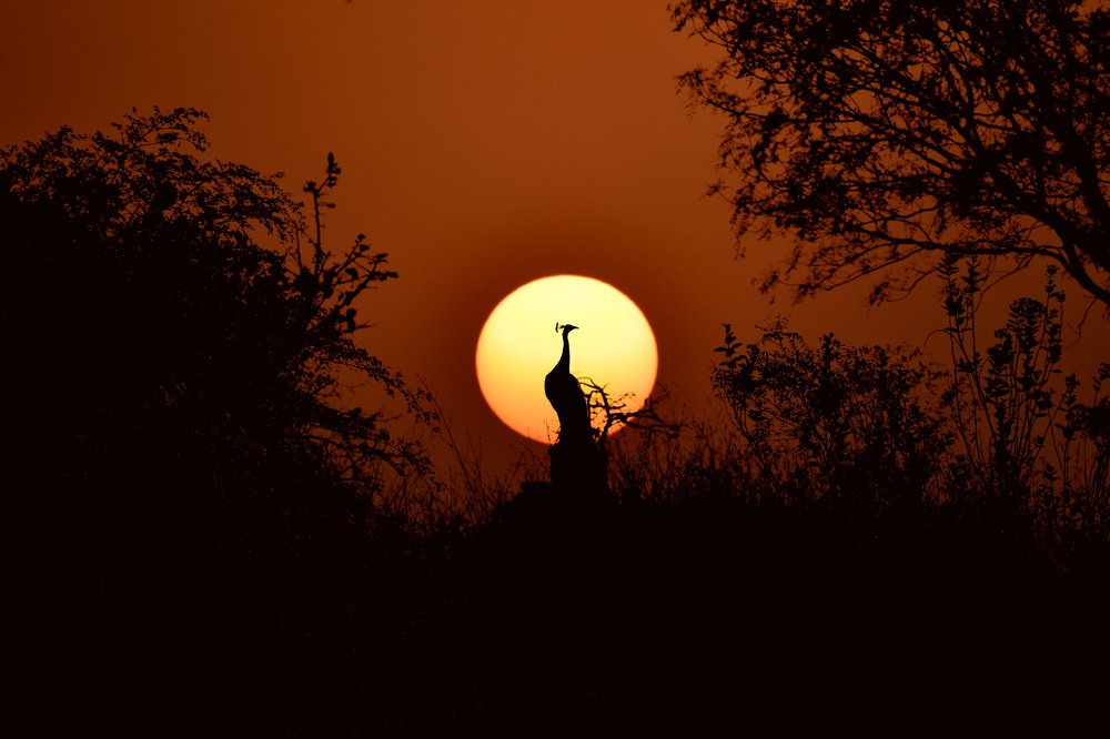 Indian National Bird settled at sacred place at Osman Sagar, Hyderabad