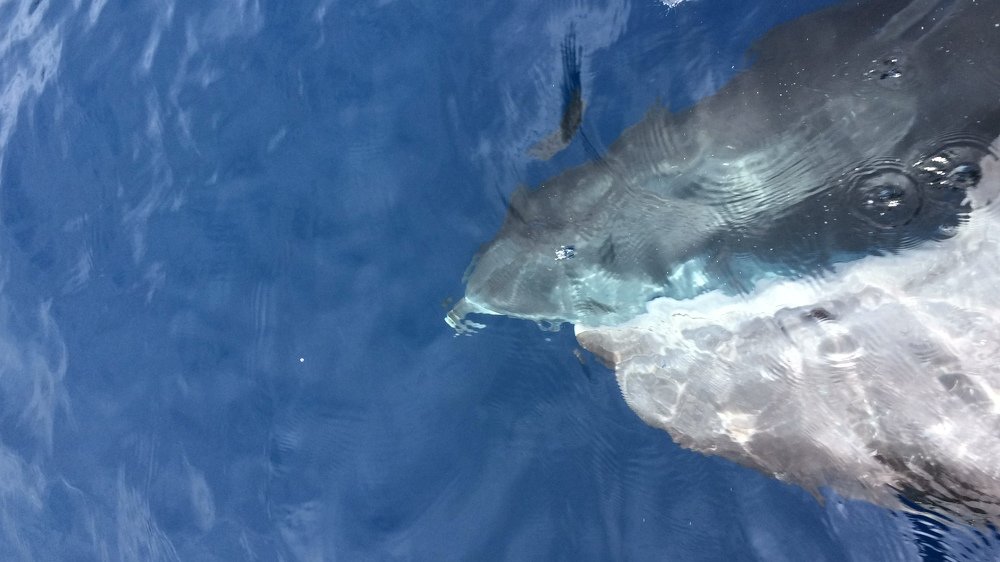 Flying with dolphins