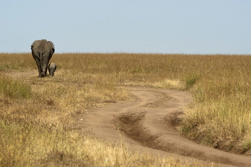 Пойдем малыш, я покажу тебе жизнь...