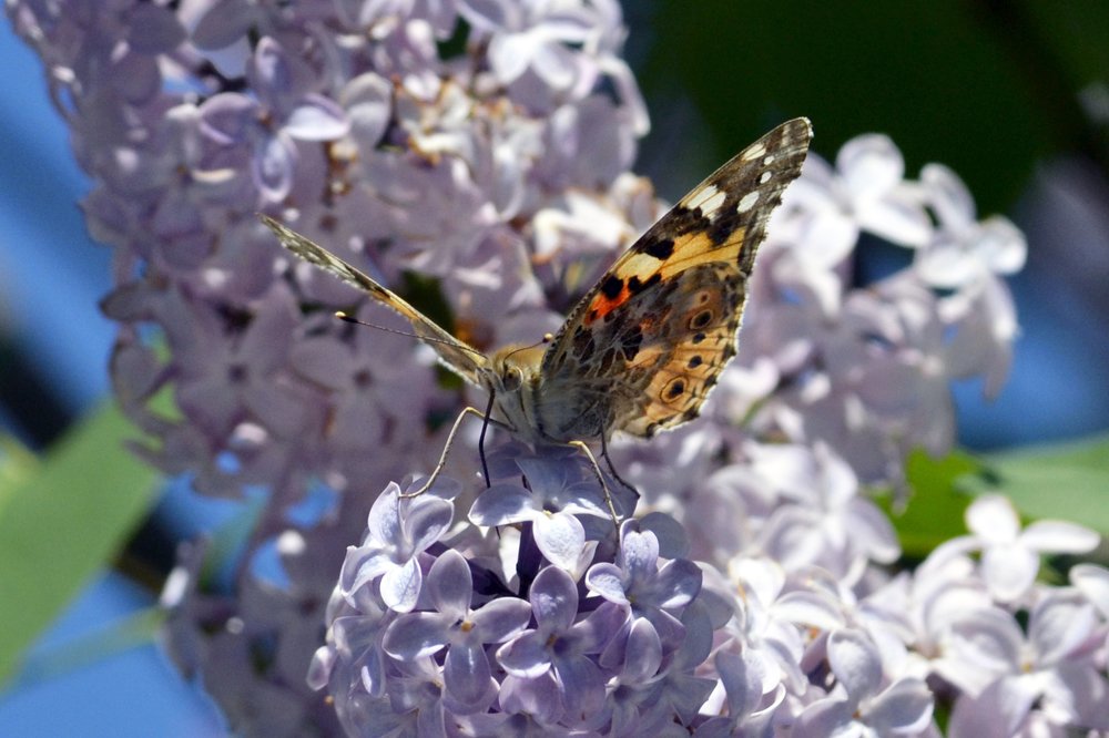 "Сиреневая бабочка"
