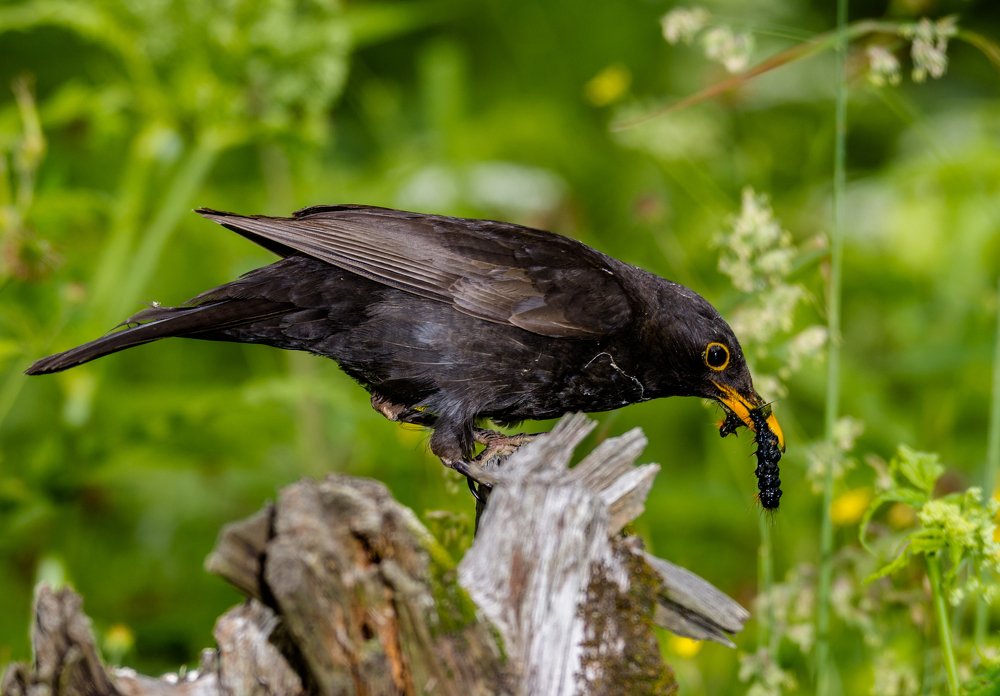 Чёрный дрозд обедает.