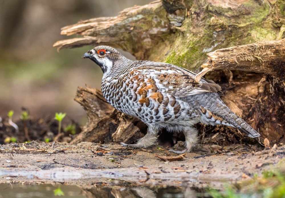 Рябчик на водопое.