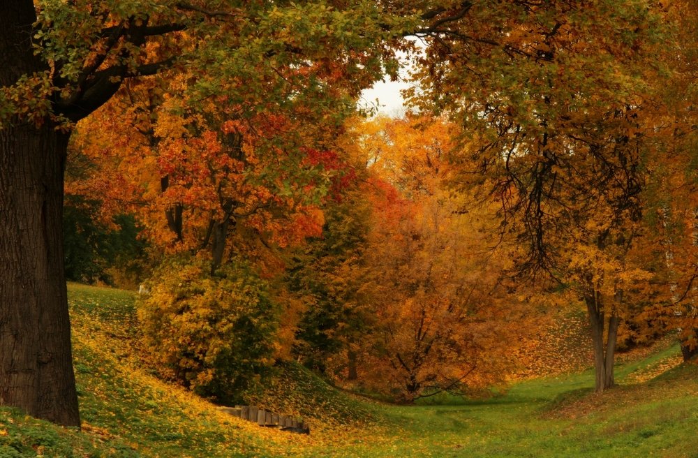 Золотая осень.