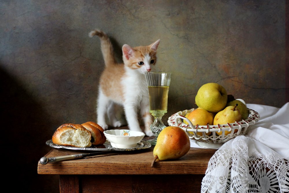 Любопытный котёнок