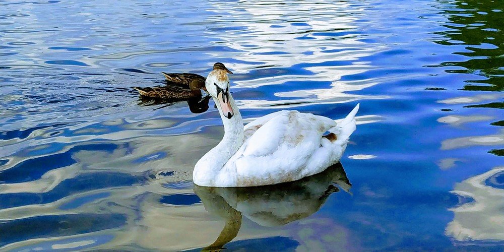 Белый лебедь на пруду