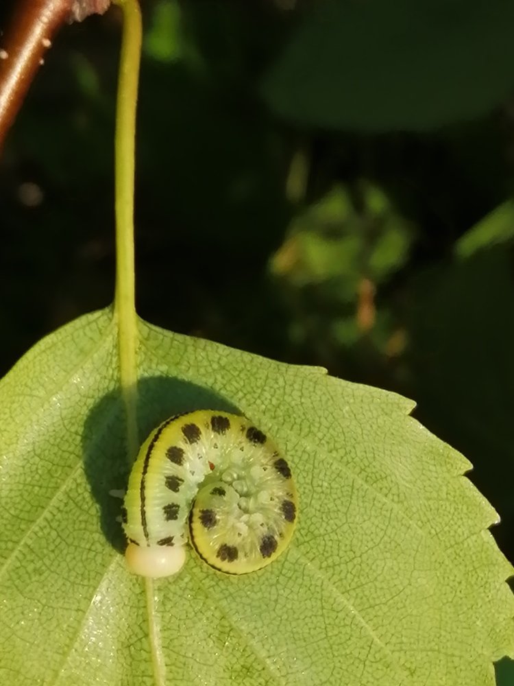 Photograph by Захар Пфейфер