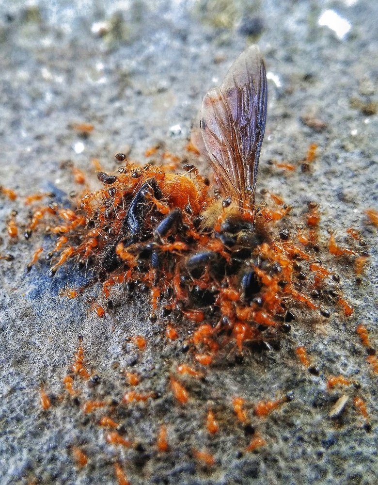 Predating Ants