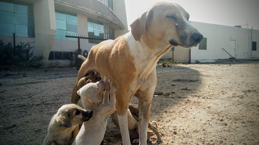 Motherhood
