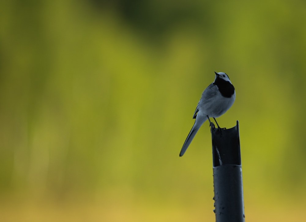 Зелёный фон