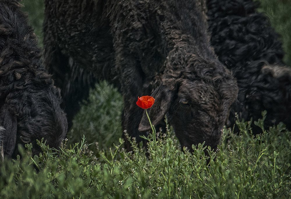 «МАКИ - как люди»