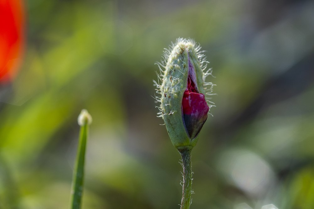 «МАКИ - как люди»