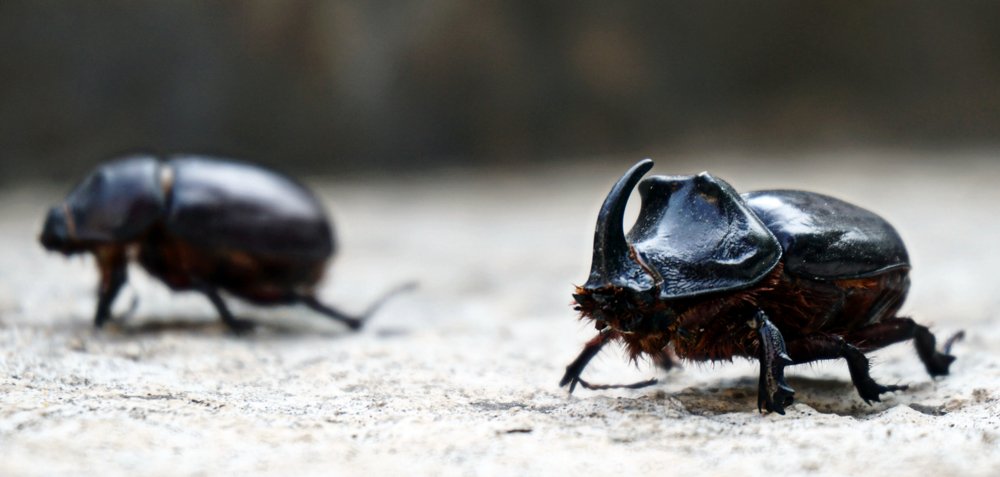 Жук-носорог