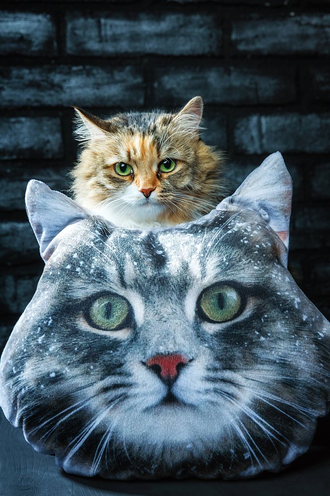 Кошачий взгляд