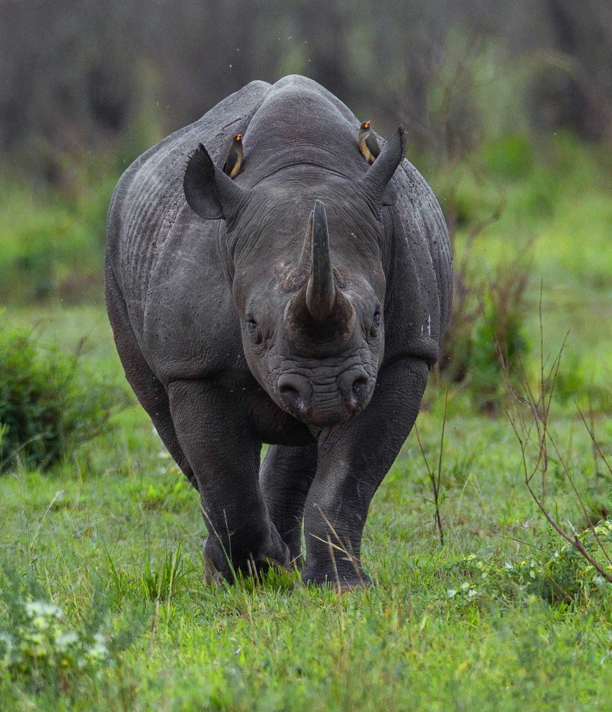black rhino