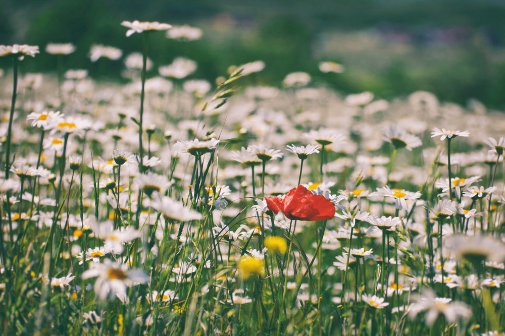 Один в ромашковом поле
