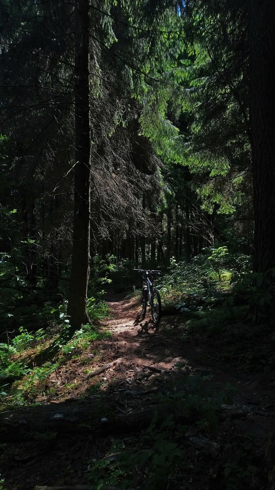 Forest, shade, bike