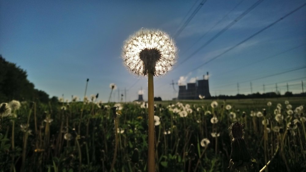 Dandelion