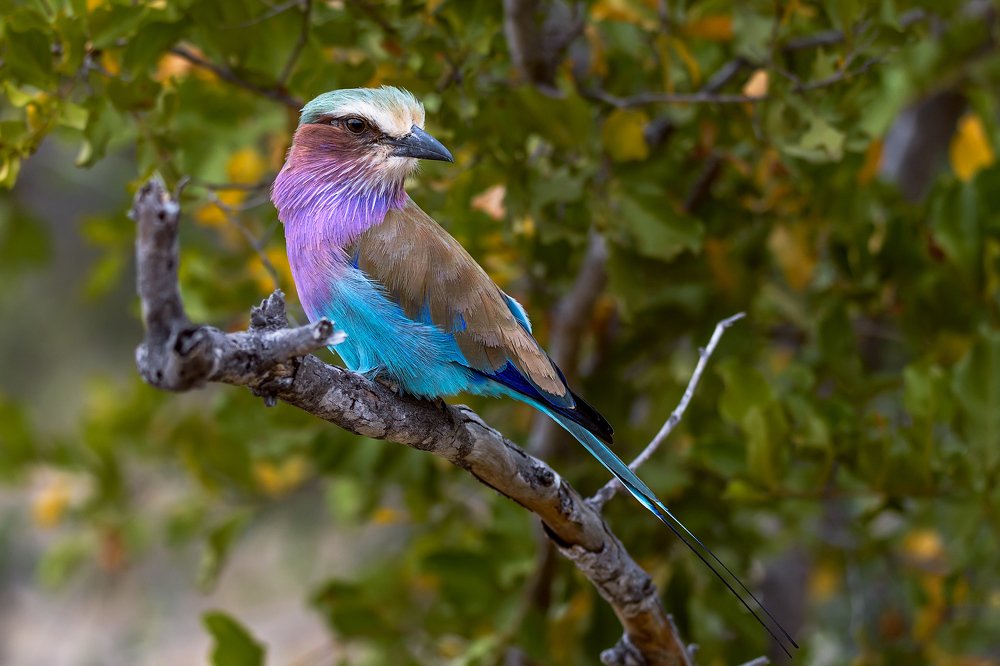 Lilac Breasted Roller