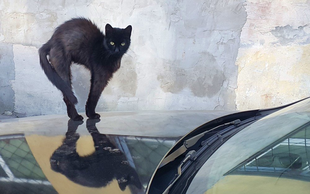 Котэ на БМВ