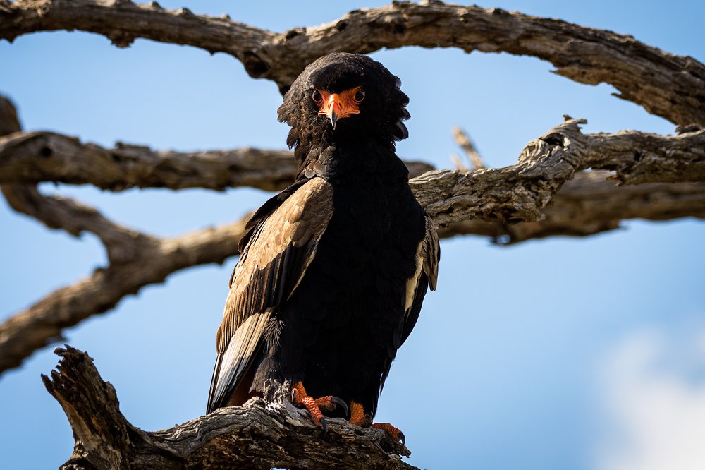 Bateleur Eagle