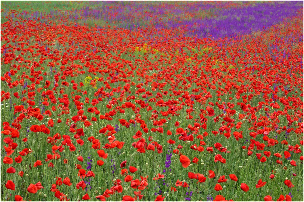 Крым. Степь. Май...