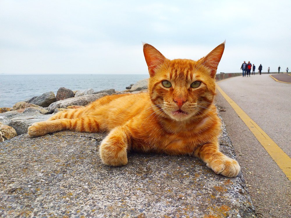 Cat in the seaside