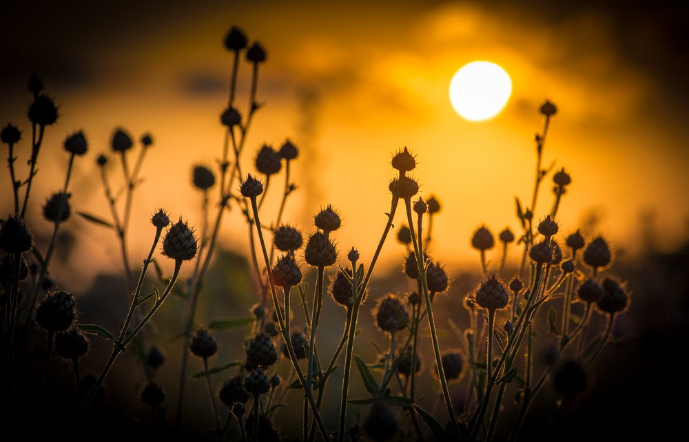 Photograph by Сергей Савенков