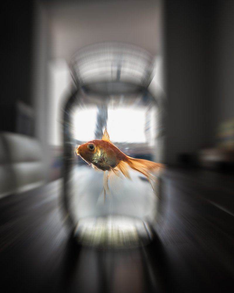 Рыба твоей мечты