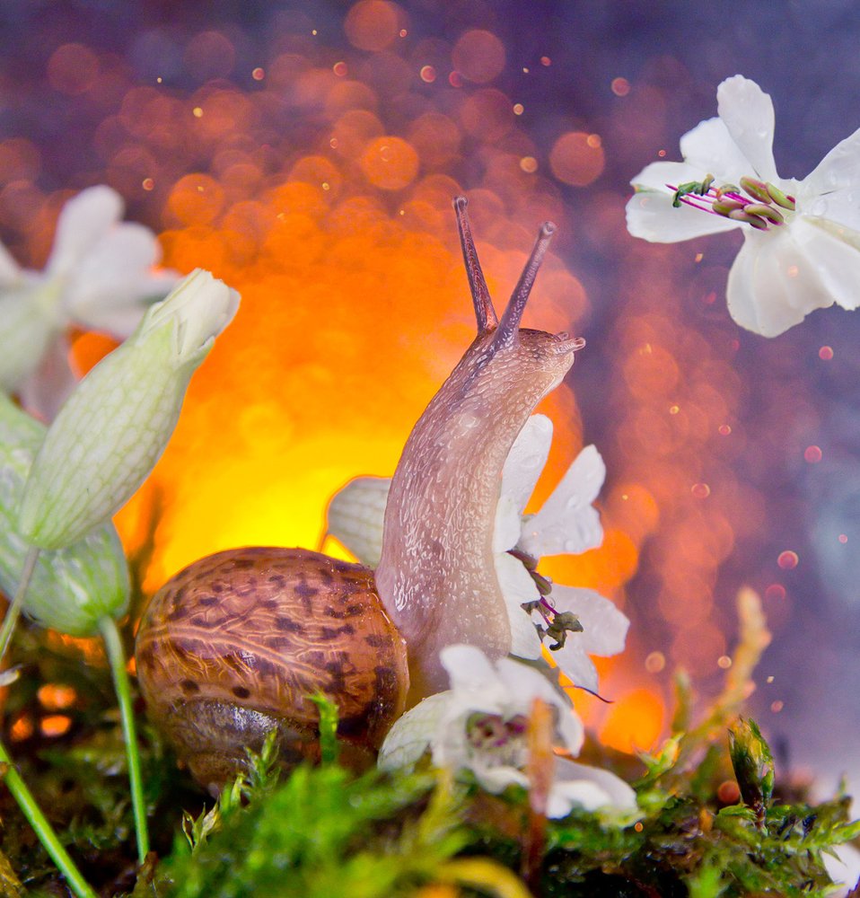 Любопытная улитка