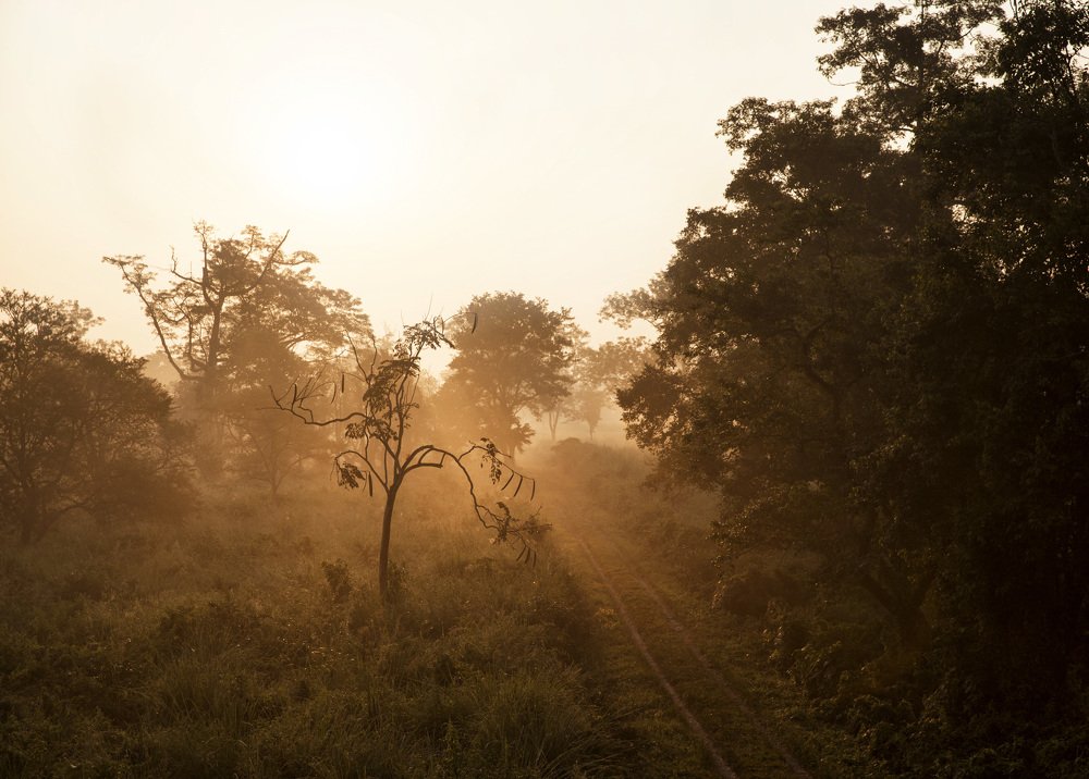 Рассвет в джунглях