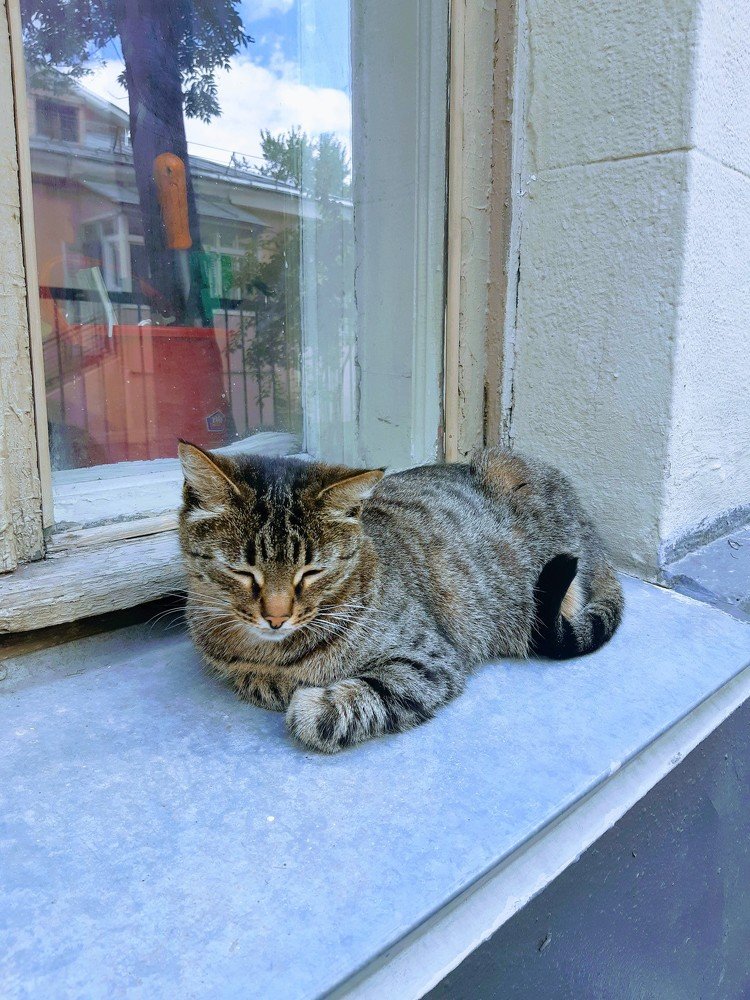 Соня