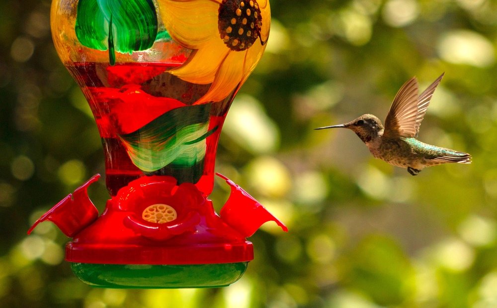 Hummingbird