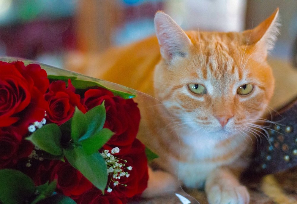 Cat & Roses