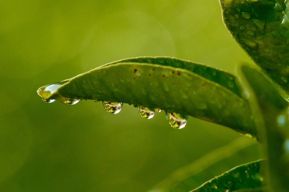 Raindrops on Leaf
